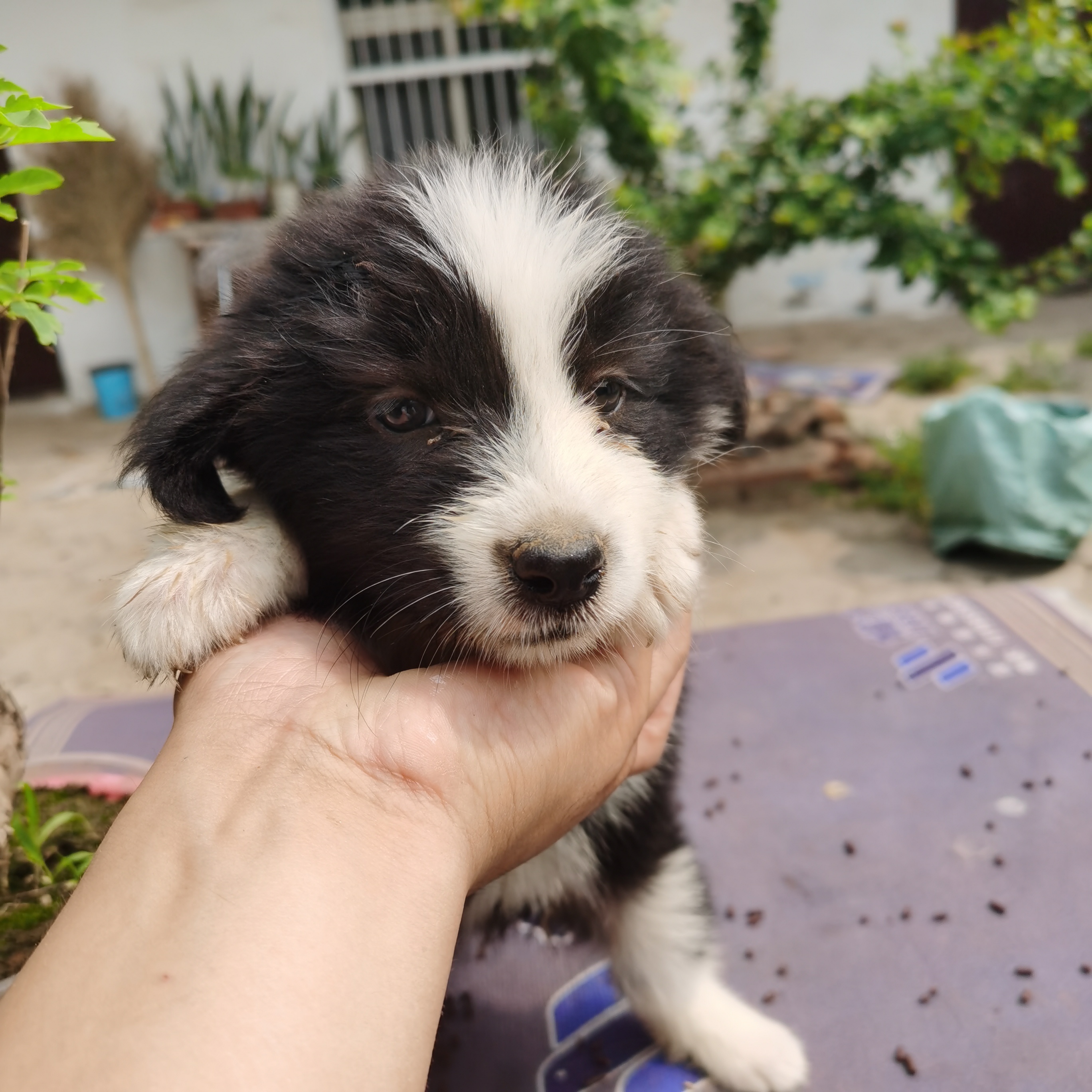 边境牧羊犬
